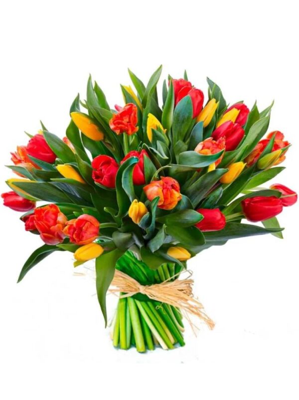 Tulipanes tricolor M01